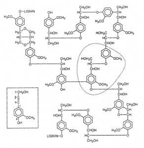 model lignin